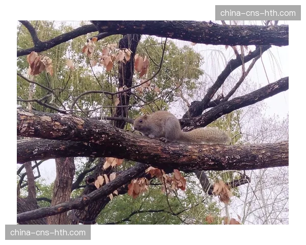 趣味瞬间：比赛中闯入的松鼠成为社交媒体新“网红”